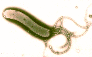 400px-h-pylori