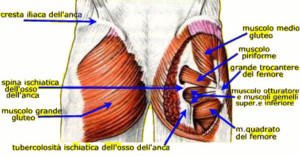 anatomia-anca-gluteo