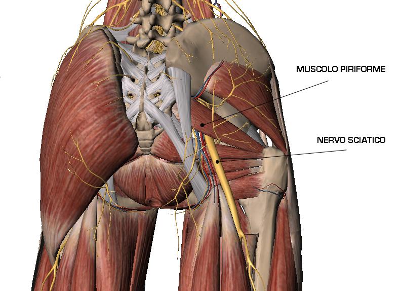 Sciatalgia e sindrome del piriforme | Personal Trainer Padova Alessio Fincato